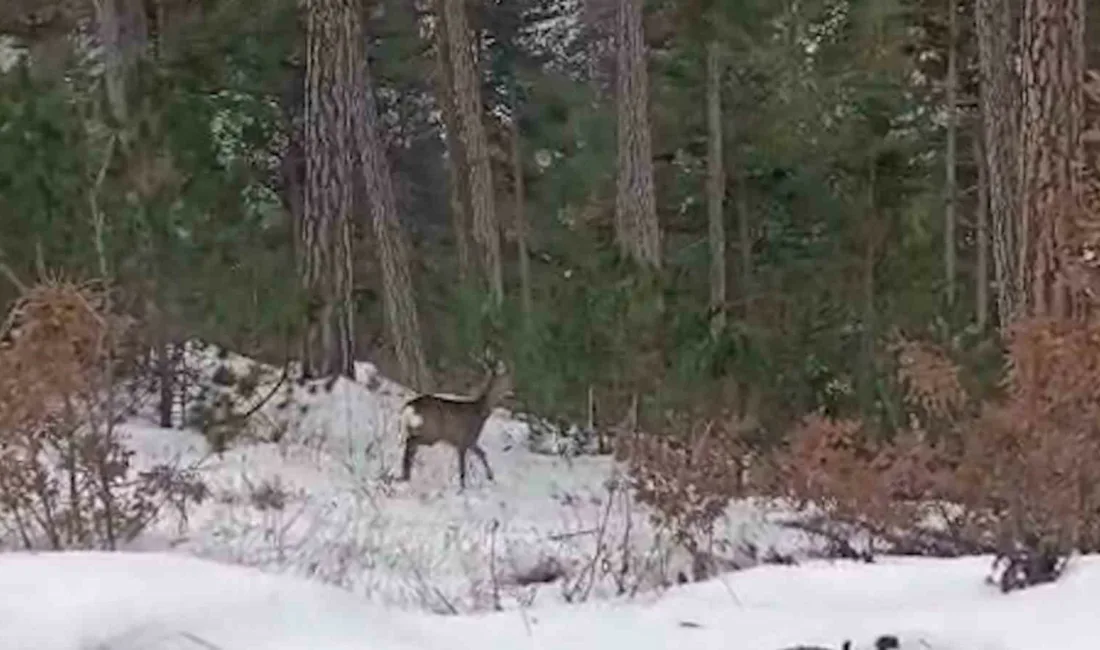 Bolu’nun Göynük ve Mudurnu ilçelerinde kar yağışının ardından beyaza bürünen