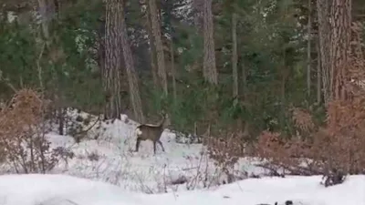 Bolu’nun Göynük ve Mudurnu ilçelerinde kar yağışının ardından beyaza bürünen