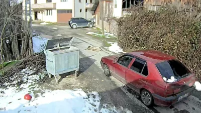 Bolu’da bir sürücü, yolda uyuyan köpeğin üzerinden aracıyla geçerek yoluna
