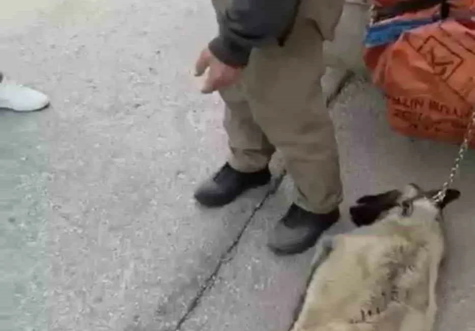 Ankara’da kamyonetin arkasına bağlanarak sürüklenen köpek çevredeki vatandaşlar tarafından kurtarılırken,