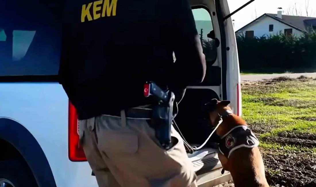 Bolu’da emniyet ve jandarma ekiplerince belirlenen adreslere düzenlenen operasyonlarda bonzai,