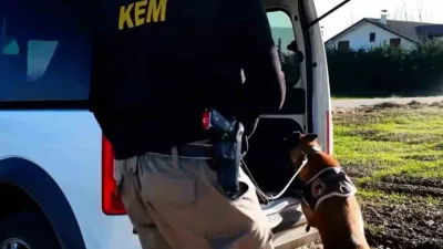 Bolu’da emniyet ve jandarma ekiplerince belirlenen adreslere düzenlenen operasyonlarda bonzai,