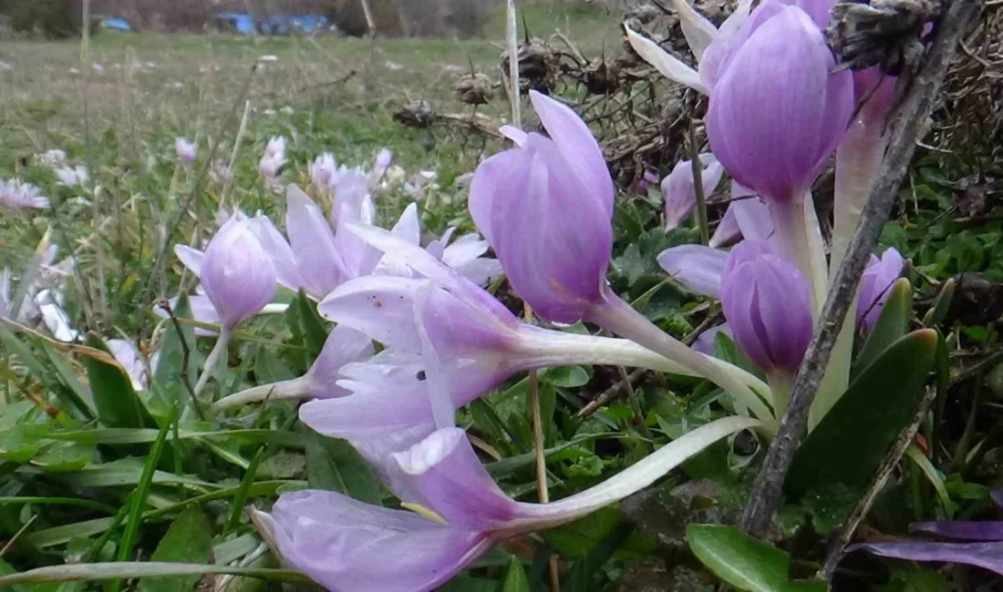 Bolu’nun Mudurnu ilçesinde kış aylarının son günlerinde baharın müjdecisi olarak