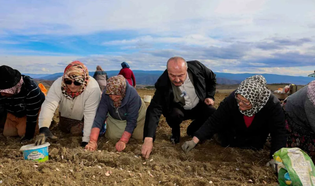 Avrupa Birliği Coğrafi İşaretli Taşköprü sarımsağında ekim dönemi başladı. Verimin
