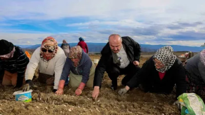 Avrupa Birliği Coğrafi İşaretli Taşköprü sarımsağında ekim dönemi başladı. Verimin