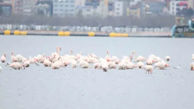 Kocaeli’de düzenlenen “3. Flamingo Şenliği”nde doğaseverler, artan allı turna popülasyonunu