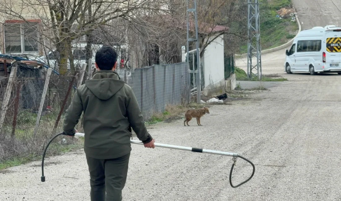 Karabük’te yerleşim yerinde hasta halde bulunan çakal tedavisinin ardından doğal