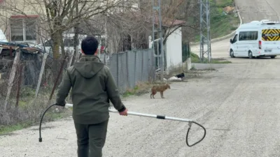 Karabük’te yerleşim yerinde hasta halde bulunan çakal tedavisinin ardından doğal