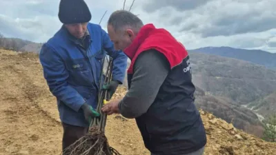 DÜZCE(İHA) – Düzce’de geçtiğimiz aylarda dağıtımı gerçekleştirilen kestane fidanları tek