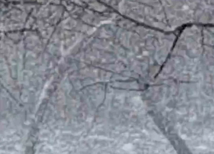 Bolu’nun Mudurnu ilçesinde lapa lapa kar yağışı etkili oldu. Bölgede