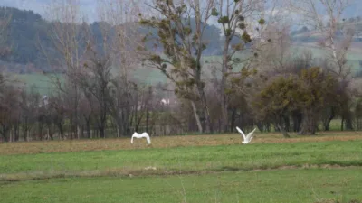 Bolu’da, nadir rastlanan beyaz balıkçıl kuşlar sürü halinde fotoğraflandı. Genellikle