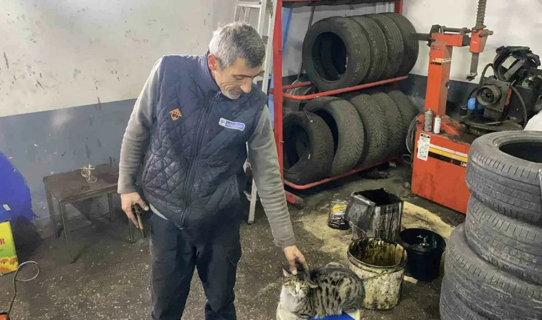 Bolu sanayisinde bir oto servisinde yaşayan “Şıkkıdı” isimli kedi, adeta
