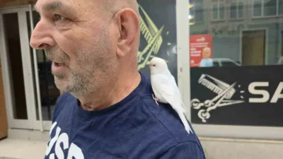 Düzce’de omzundan ayırmadığı muhabbet kuşuyla sokaklarda gezen emekli Azmi Kayacı,