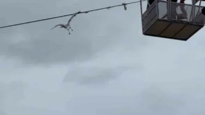 Zonguldak Limanı girişinde tel örgülere kanadı takılan ve asılı kalan