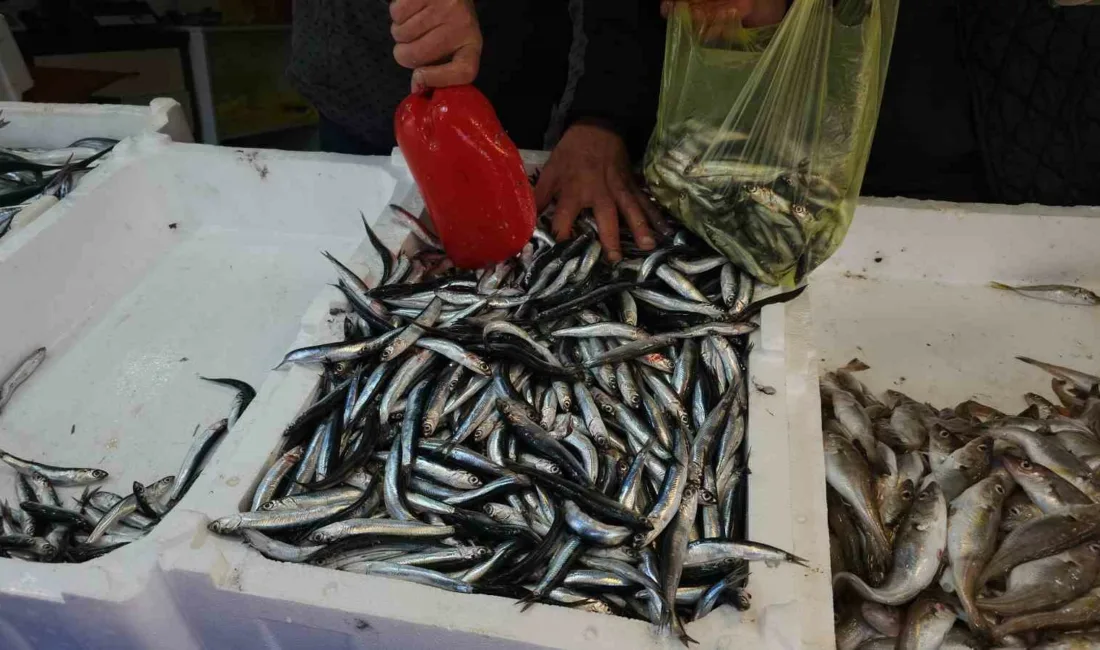 Zonguldak’ta balıkçılık sezonunda ağlara en çok hamsi takıldı. Sezon boyunca