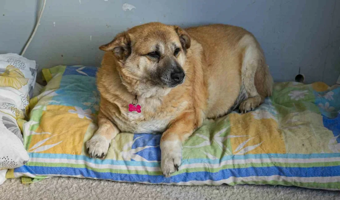 Ankara’da yaşayan 13 yaşındaki obez köpek ’Kız’, sahibi Harun Efe