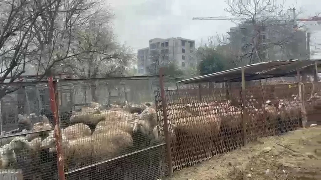 Kocaeli’nin Dilovası ilçesinde ahırda çıkan yangında 80 küçükbaş, 180 hindi