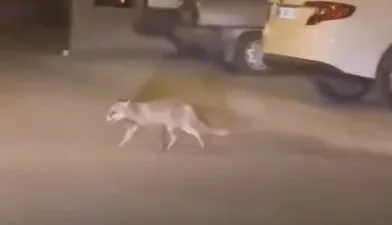 Ankara’nın Beypazarı ilçesinde aç kalan tilki mahalleye indi. Ankara’nın Beypazarı