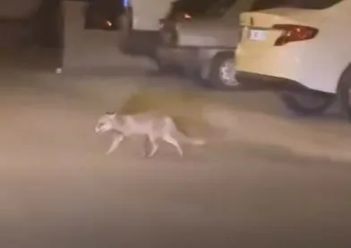 Ankara’nın Beypazarı ilçesinde aç kalan tilki mahalleye indi. Ankara’nın Beypazarı