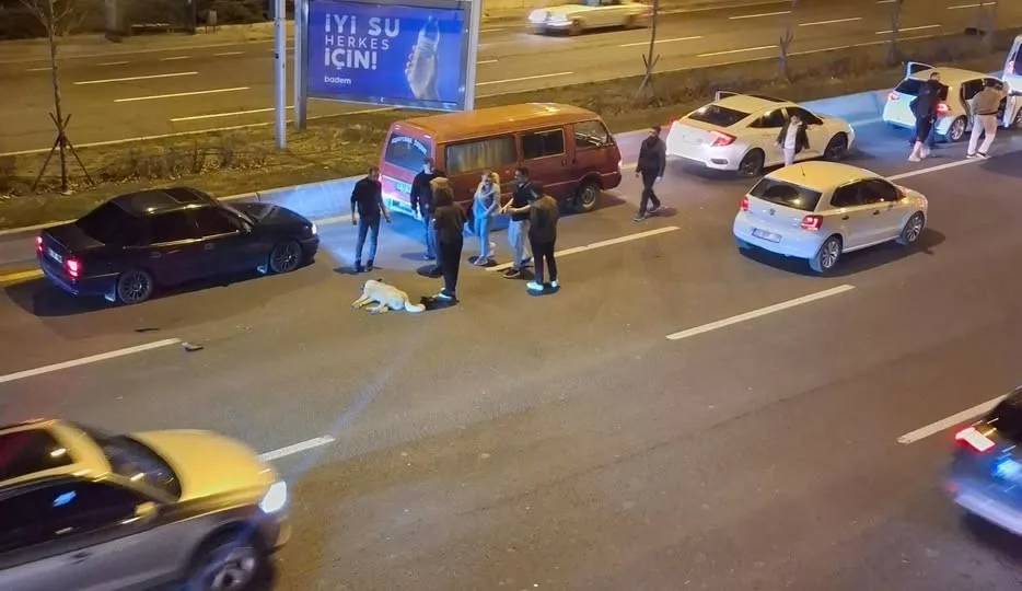 Ankara’da başıboş sokak köpekleri, gündem oluşturmaya devam ediyor. Geçtiğimiz günlerde