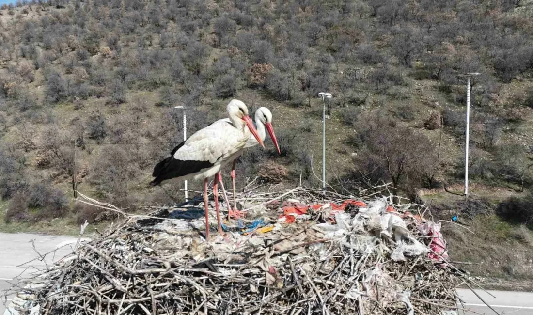 Baharın habercisi olan leylekler, Kuzey Afrika ve Orta Doğu’dan çıktıkları