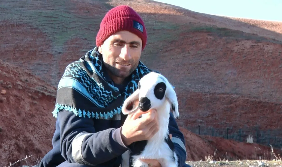 Ankara’nın Bala ilçesinde meraya gitmeden önce anneleriyle buluşturulan süt kuzularının