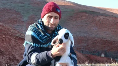 Ankara’nın Bala ilçesinde meraya gitmeden önce anneleriyle buluşturulan süt kuzularının