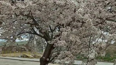 Ankara’nın Beypazarı ilçesinde badem ve kayısı ağaçları çiçek açtı. Ankara’nın