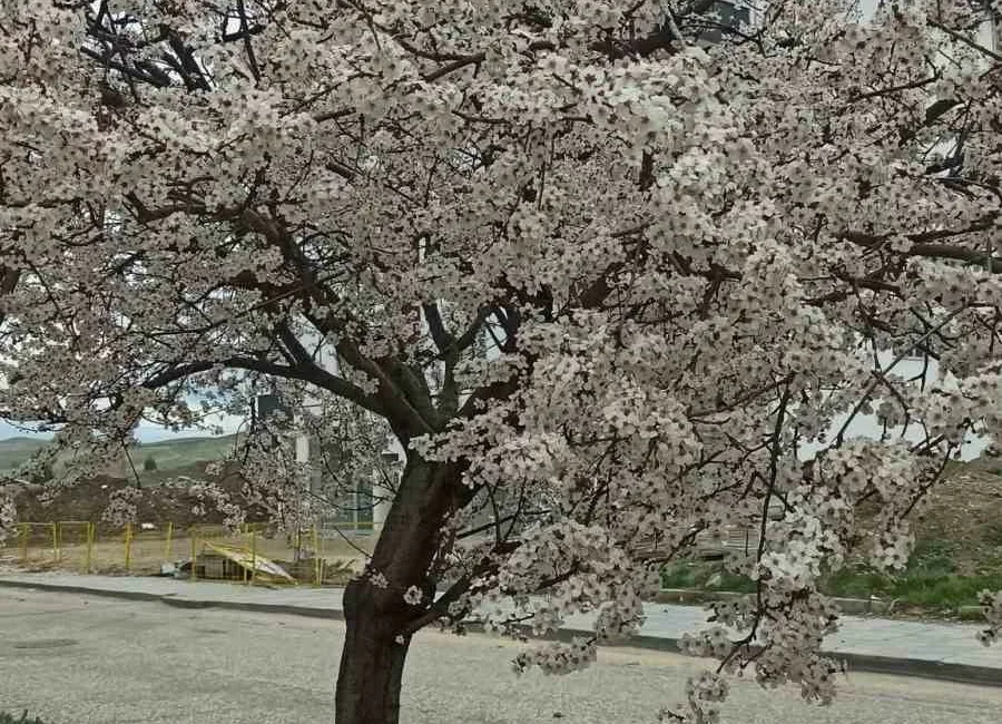 Ankara’nın Beypazarı ilçesinde badem ve kayısı ağaçları çiçek açtı. Ankara’nın