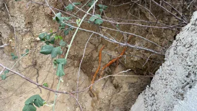 Kocaeli’nin Körfez ilçesinde bir sitenin bahçesinde fidan dikimi yapan vatandaşlar,