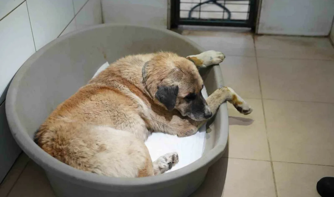 Bolu’da yolda yatan köpeğin üzerinden otomobiliyle geçen sürücü, adli kontrol