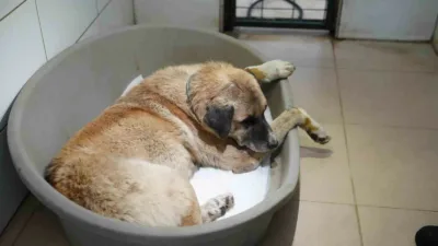 Bolu’da yolda yatan köpeğin üzerinden otomobiliyle geçen sürücü, adli kontrol