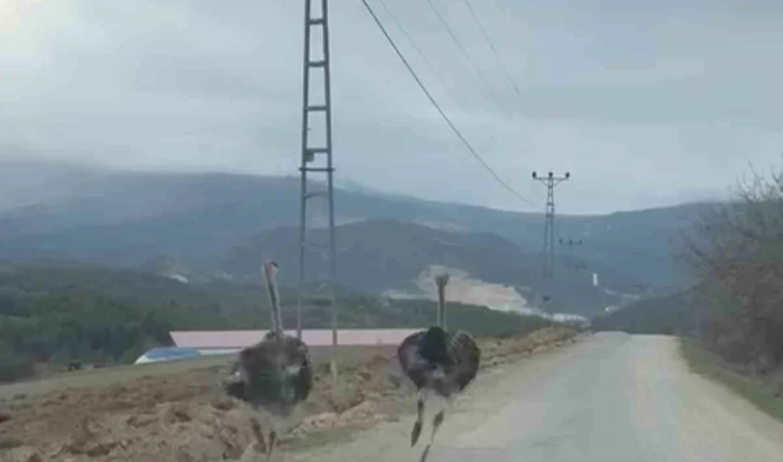 Karabük’te köy yolunda koşan iki deve kuşu cep telefonu kamerasıyla