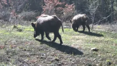 Karabük’ün Ovacık ilçesinde yaban hayvanları, yiyecek ararken fotokapanla görüntülendi. Doğasever