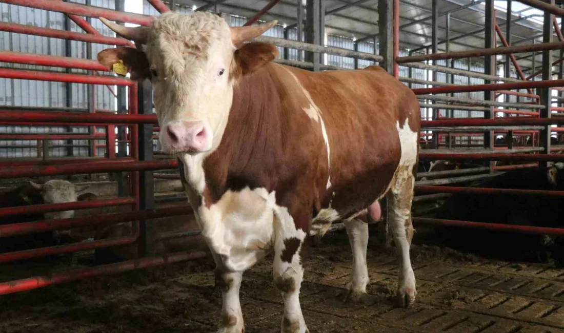 Sakarya’da Kurban Bayramı öncesinde 1 ton 450 kilogram ağırlığındaki tosun