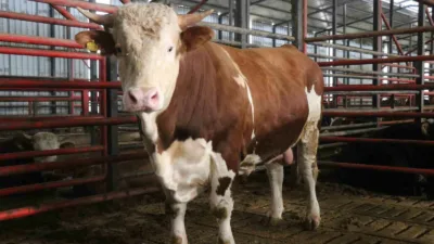 Sakarya’da Kurban Bayramı öncesinde 1 ton 450 kilogram ağırlığındaki tosun