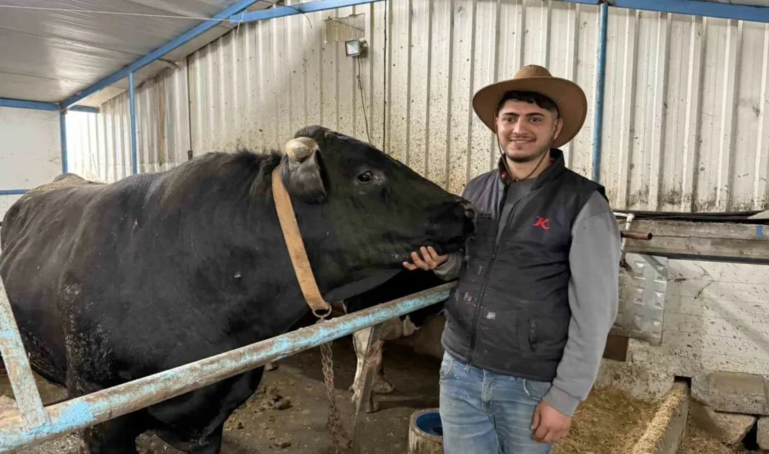Kurban Bayramı’nın yaklaşmasıyla birlikte Sakarya’daki hayvan pazarlarında hareketlilik başladı. Pazara