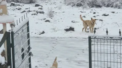 Ankara’nın kuzey ilçelerinde sabah saatlerinden kar yağışı başladı. Ankara’nın Kızılcahamam,
