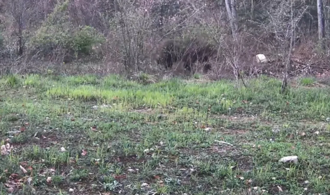 Karabük’ün Ovacık ilçesinde ayı, domuz ve gelincik fotokapanla görüntülendi. Doğasever