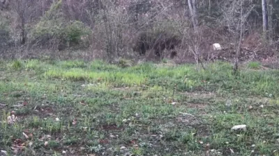 Karabük’ün Ovacık ilçesinde ayı, domuz ve gelincik fotokapanla görüntülendi. Doğasever