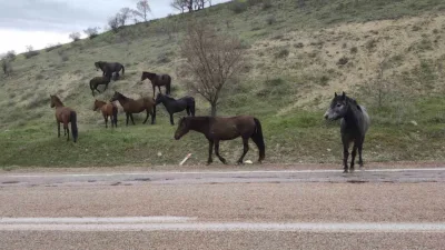 Ankara’nın Beypazarı ilçesinde yılkı atları doğal yaşam alanlarında görüntülendi. Ankara’nın