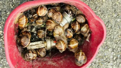 Bolu’da izinsiz şekilde toplandığı tespit edilen 16 kilogram salyangoz, ekipler