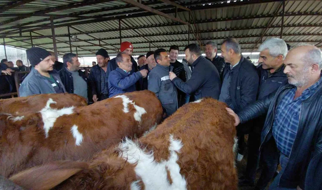 Kurban Bayramı’na sayılı günler kala Bolu’daki hayvan pazarlarında hareketlilik artmaya