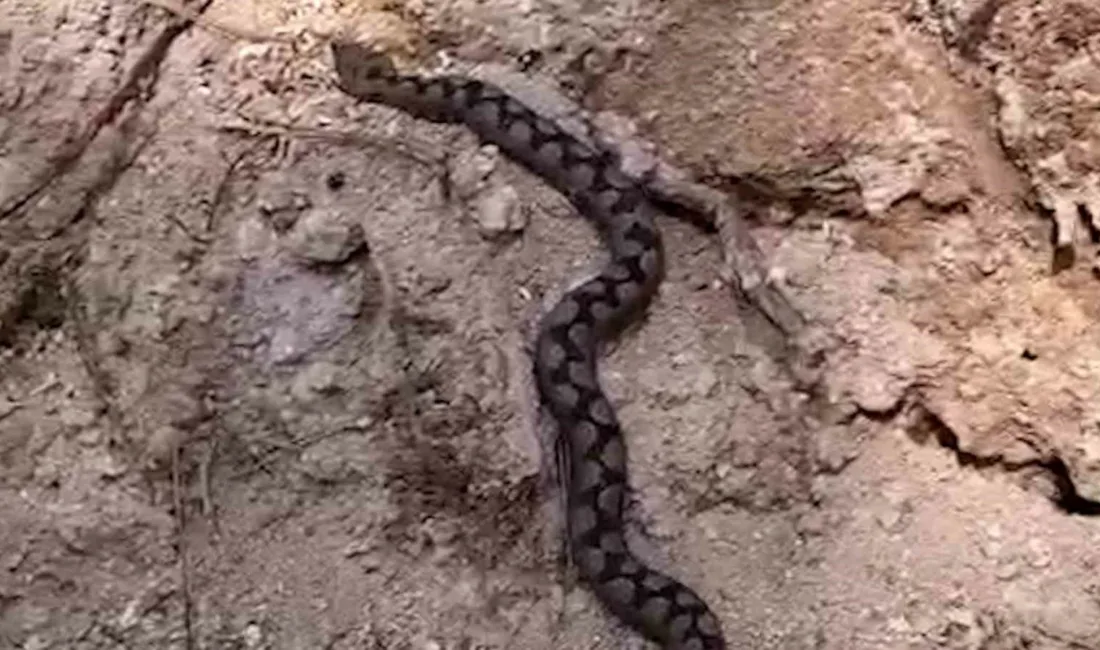 Bolu’da ormanlık alanda çalışan işçiler, odun yığınları arasında nesli tükenme