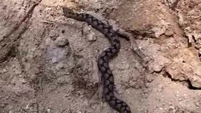 Bolu’da ormanlık alanda çalışan işçiler, odun yığınları arasında nesli tükenme