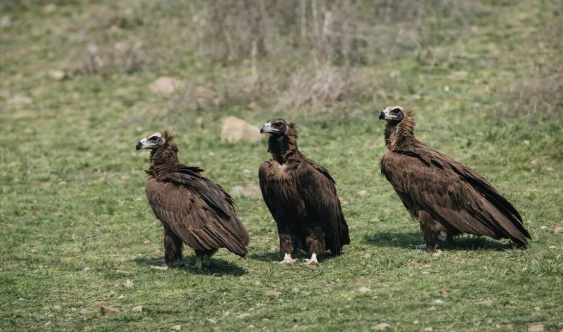 Ankara’nın Kızılcahamam ilçesinde yaban hayatı heyecanı yaşandı. Doğa fotoğrafçısı Ömer