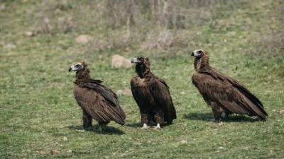 Ankara’nın Kızılcahamam ilçesinde yaban hayatı heyecanı yaşandı. Doğa fotoğrafçısı Ömer