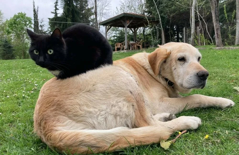 Şubat ve Mart ayında toplamda 531,9 ton kedi ve köpek