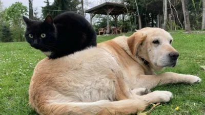 Şubat ve Mart ayında toplamda 531,9 ton kedi ve köpek