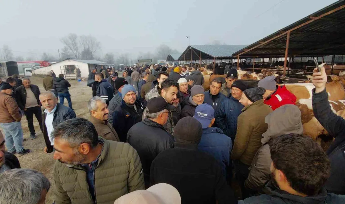 Kurban Bayramı’na 1,5 ay kala Bolu’nun Mudurnu ilçesinde kurulan hayvan